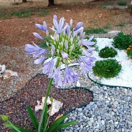 Dimora Pianelle Bed & Breakfast